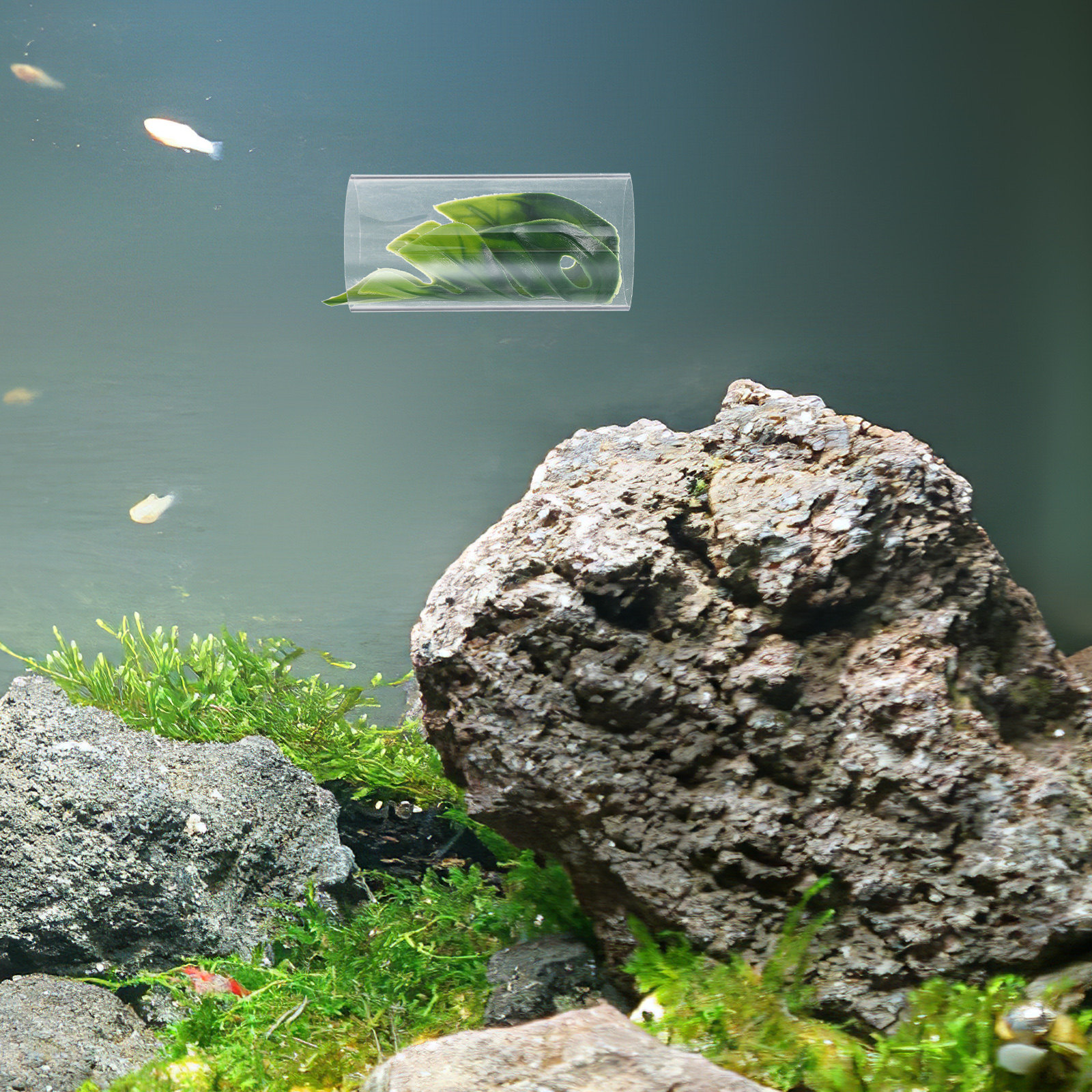 Fish Aquarium Youtube Relaxing - Transparent Betta Fish Tube Tunnel Resting