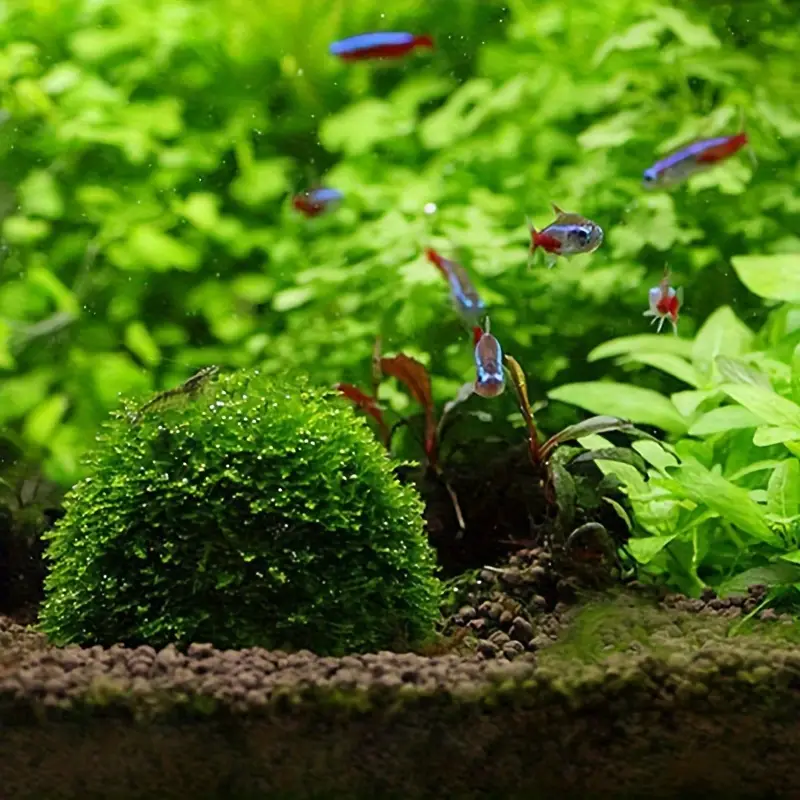 Plastic Aquarium Moss Ball Fil – Aquarium Fish Hide recenzja i cena