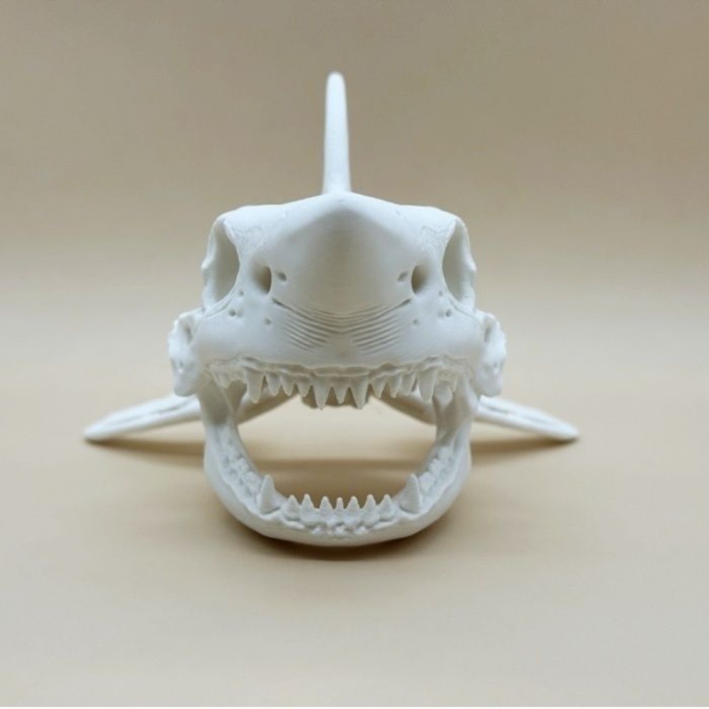 3D Printing Shark Skull Skelet – Aquarium Fish Diseases recenzja i cena