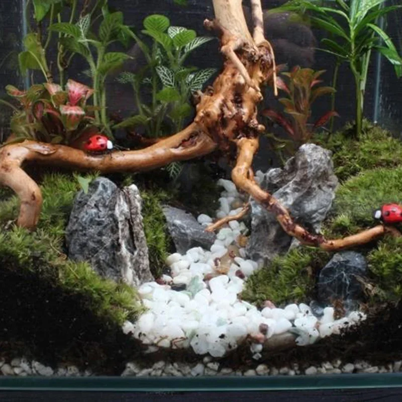 Natural Tree Trunk Driftwood A – Aquarium Fish Diseases recenzja i cena