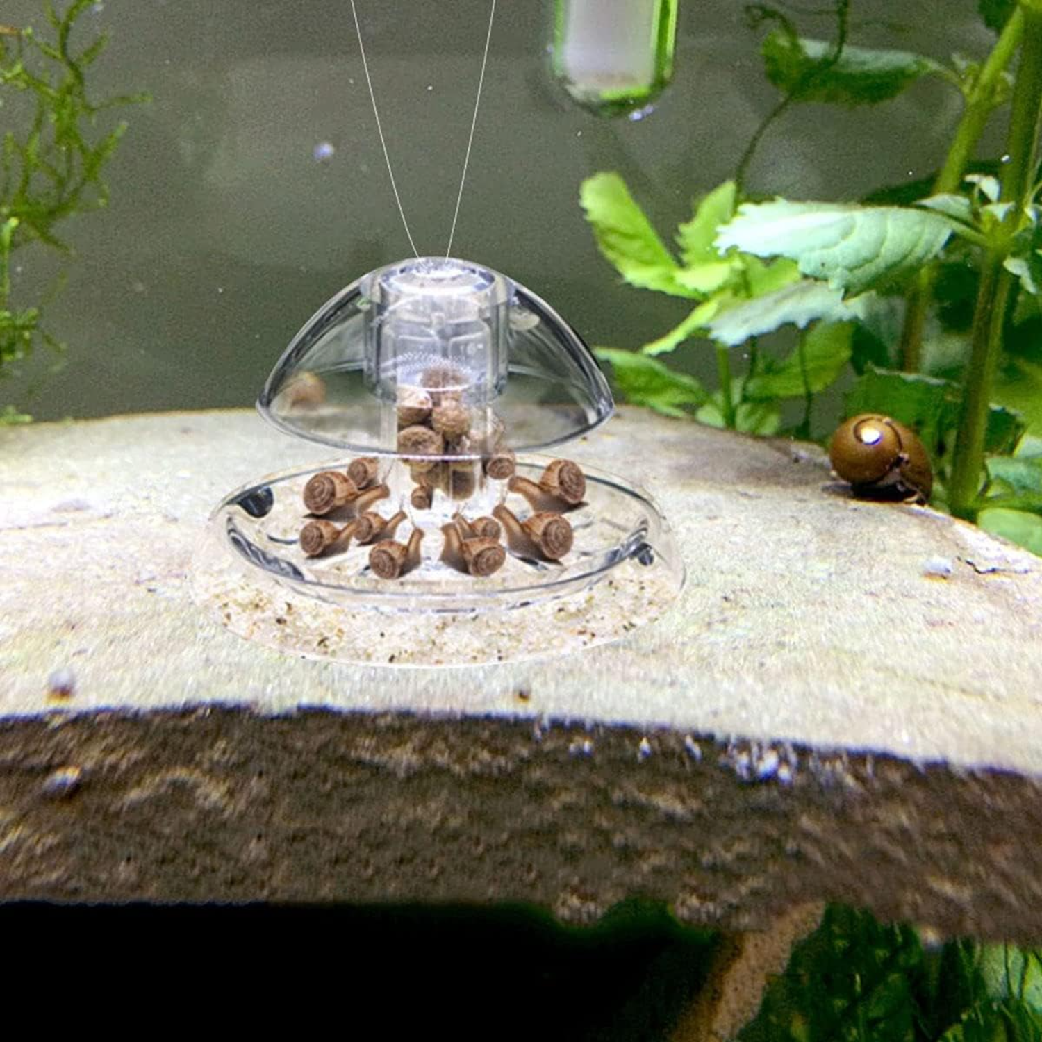 Ailindany Snail Trap Plastic T – Aquarium Fish In Online recenzja i cena