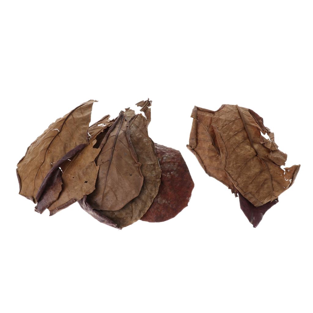 Beneficial Leaf Aquarium Filte – Aquarium Fish Betta recenzja i cena