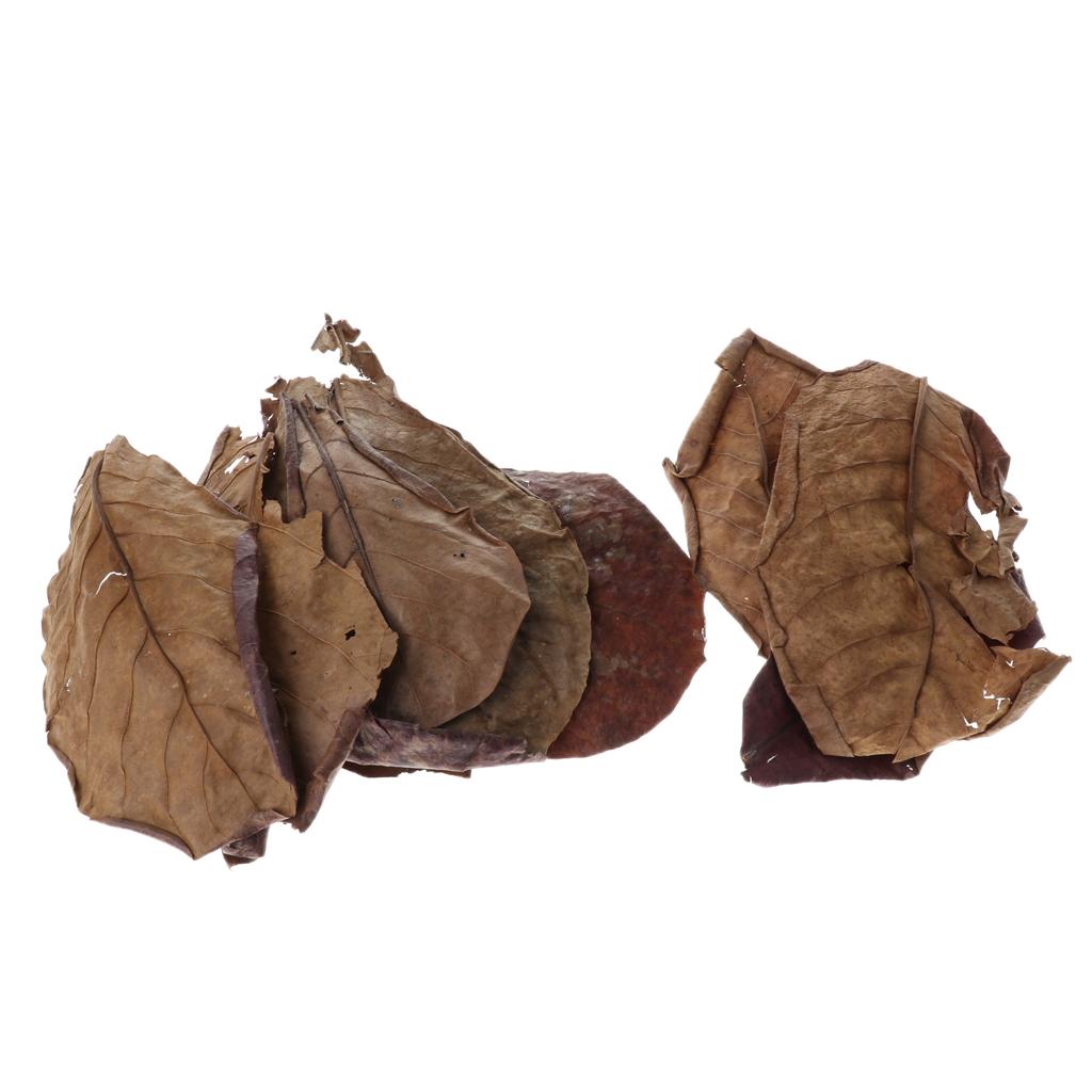 Beneficial Leaf Aquarium Filte – Aquarium Fish Betta recenzja i cena