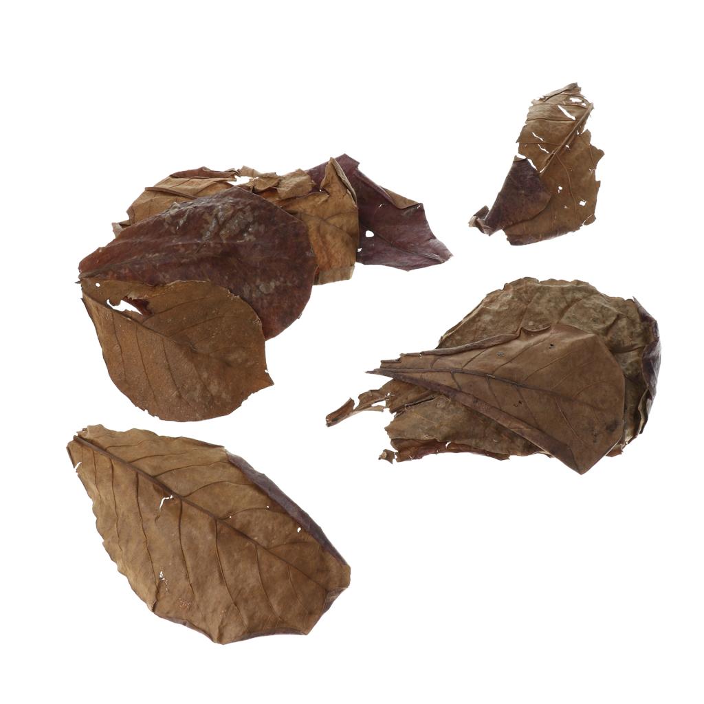 Beneficial Leaf Aquarium Filte – Aquarium Fish Betta recenzja i cena