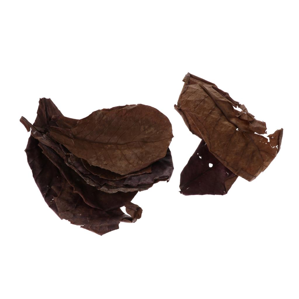 Beneficial Leaf Aquarium Filte – Aquarium Fish Betta recenzja i cena