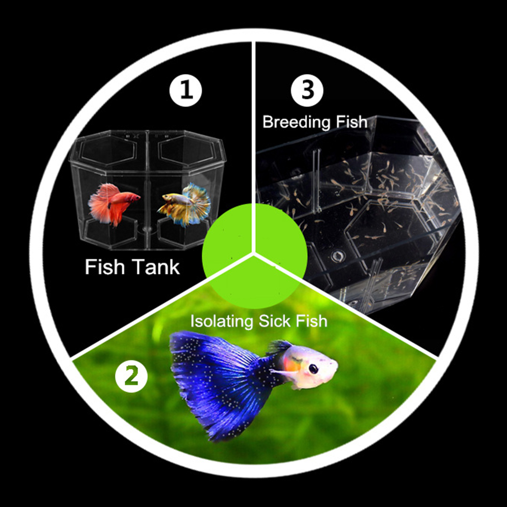 Acrylic Two Splits Guppy Fish  – Aquarium Fish Betta recenzja i cena