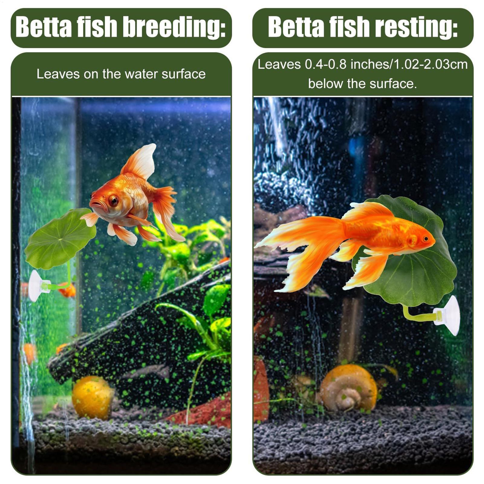 Betta Fish Hammock 5 Pieces Ad – Aquarium Fish Betta recenzja i cena