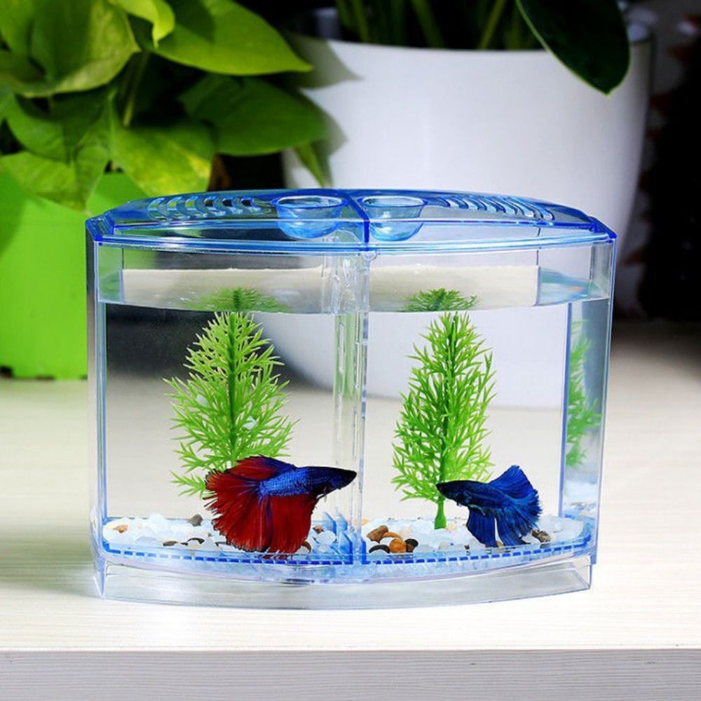 Transparent Betta Fish Tank, D – Aquarium Fish Betta recenzja i cena