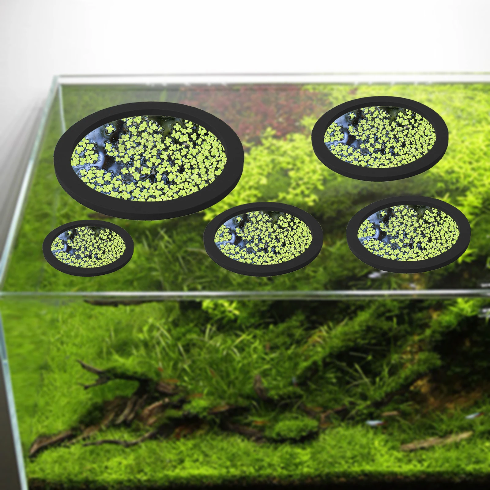 5Pcs EVA Fish Feeding Ring Aqu – Aquarium Fish House recenzja i cena