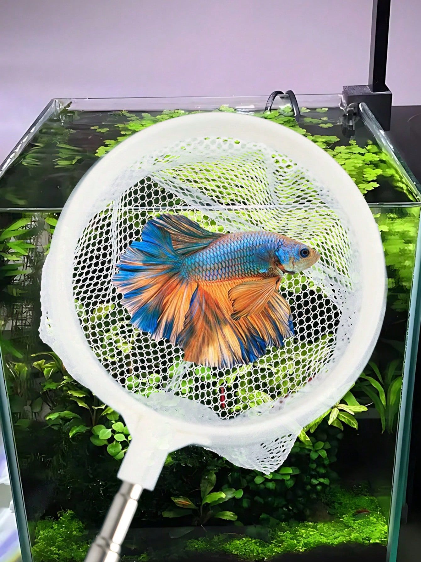Aquarium Fish Net - a Retracta – Aquarium Fish Price recenzja i cena