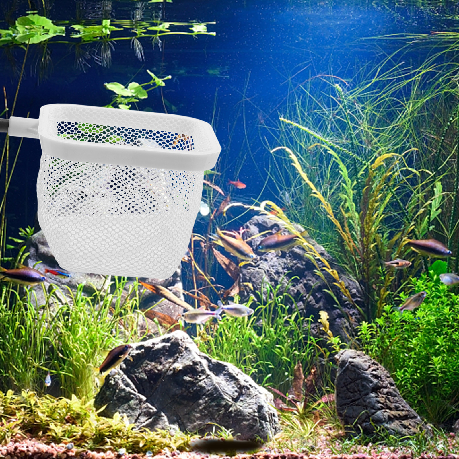 Fish Tank Isolation Box with S – Tank Divider Mesh recenzja i cena