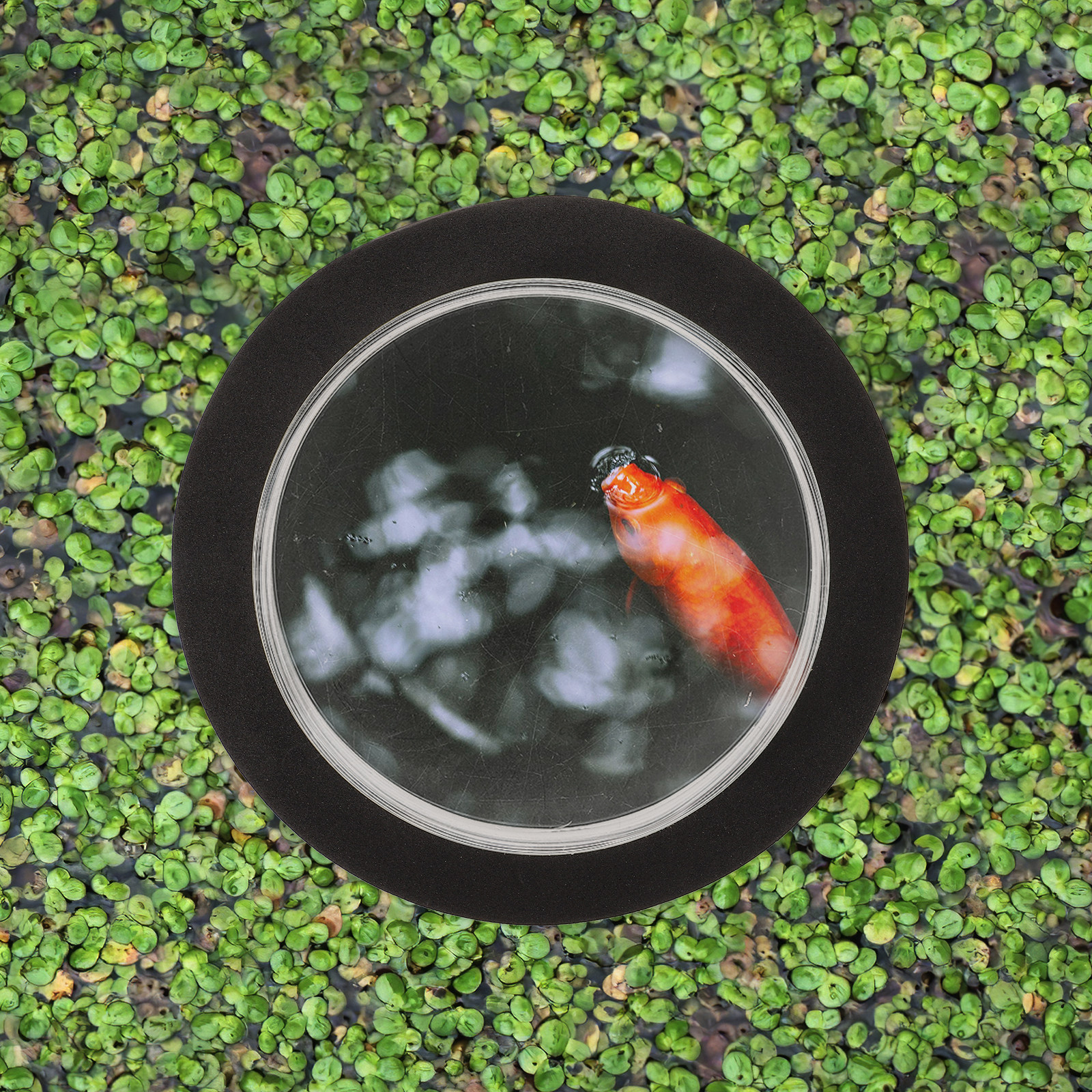 Outdoor Decor Dome Cover Compa – Aquarium Fish In Pond recenzja i cena